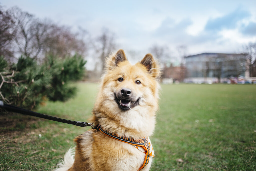 happy dog enjoying a walk in the park